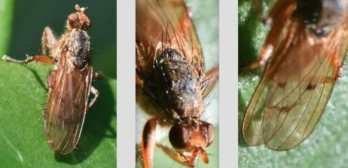 Scathophaga furcata